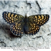 melitaea cinxia female4